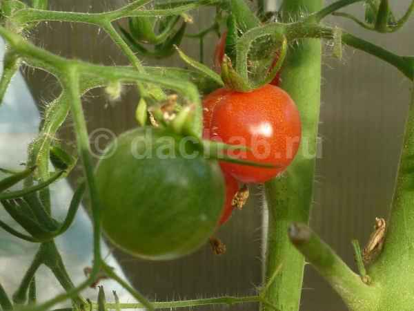 Что делать, чтобы помидоры не чернели на открытом грунте и теплице?