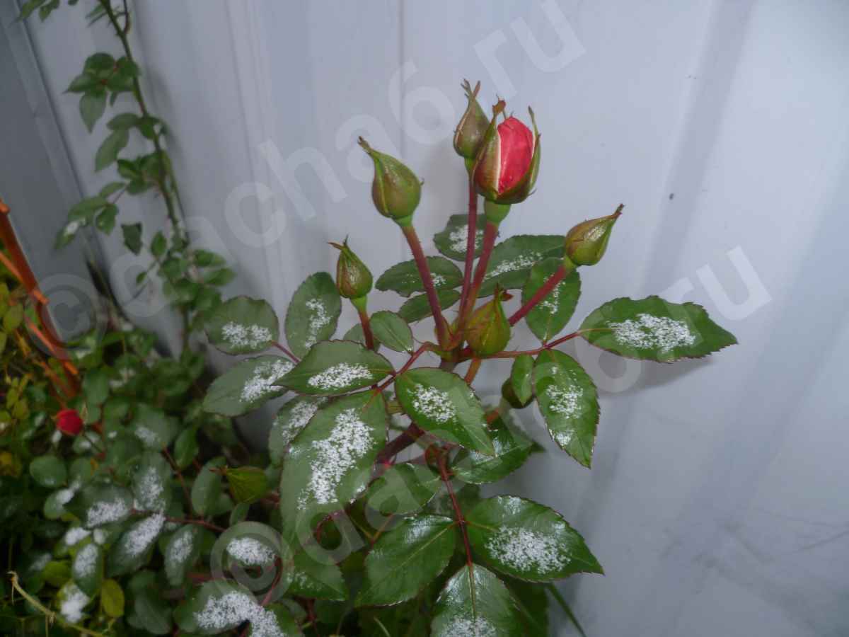 Какую минусовую температуру выдерживают розы без укрытия