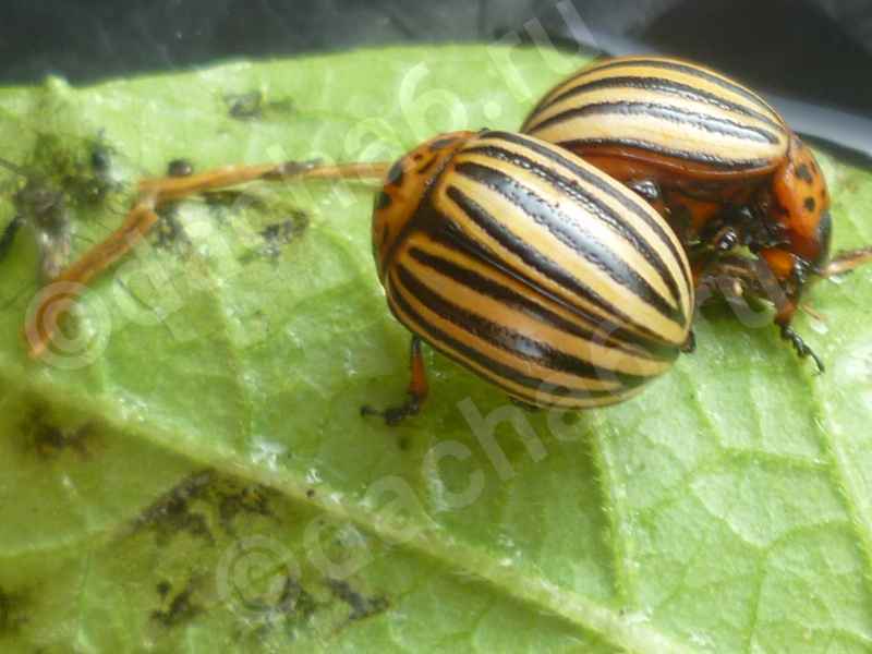 Калаш от колорадского жука: инструкция по применению, отзывы