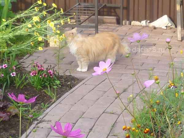 Кот нюхает цветы фото