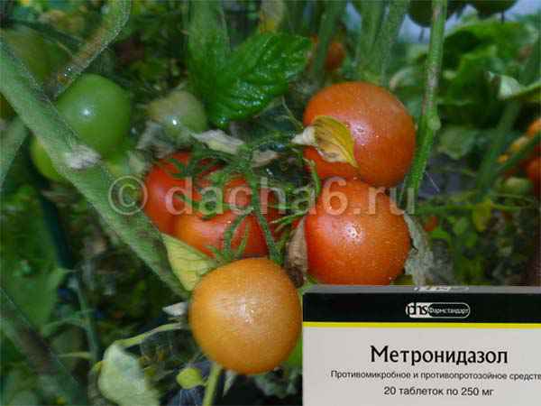 Обработка томатов «Метронидазолом» от фитофторы