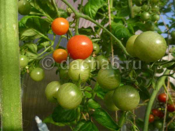 Сорта томатов, которые долго хранятся