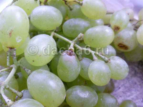 Сорта винограда кишмиш для Подмосковья