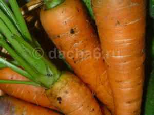 Чем болеет морковь при хранении