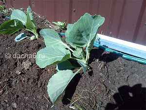 Чем подкормить капусту для роста после посадки в открытый грунт