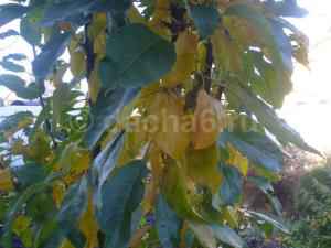 Чем замазать спилы на плодовых деревьях осенью