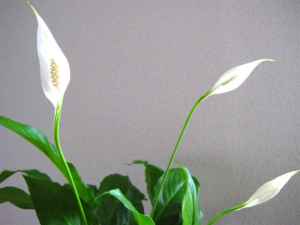 Спатифиллум: уход в домашних условиях, как ухаживать за цветком Женское счастье