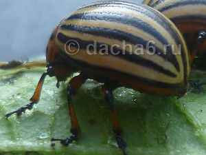 Дестрой от колорадского жука: инструкция по применению, отзывы