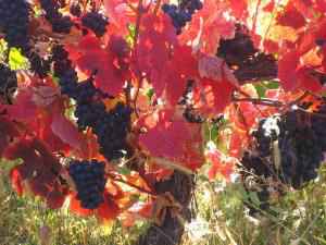Как укрыть виноград на зиму в Поволжье