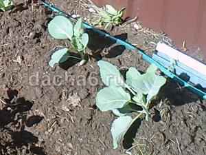 Как вырастить белокочанную капусту в открытом грунте
