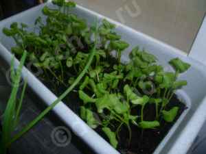 Как выращивать микрозелень дома