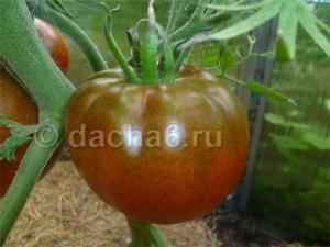 Лучшие сорта томатов для теплицы из поликарбоната в средней полосе