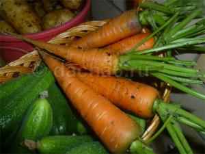Можно ли мыть морковь перед хранением