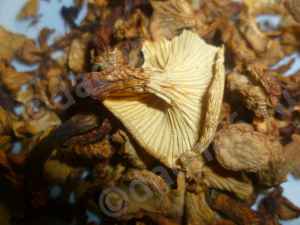 Можно ли сушить грибы лисички