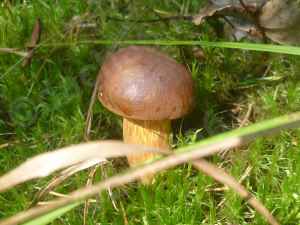 Польский белый гриб – фото, описание, как выглядит