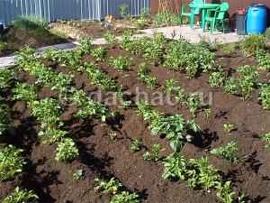 Посадка и выращивание картофеля по методу Балабанова