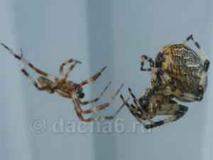 Самка паука крестовика съедает самца после спаривания