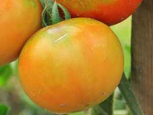 Описание сорта томат Хурма