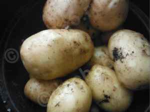11 лучших сортов рассыпчатого картофеля для посадки