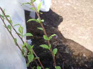 Войлочная вишня: выращивание и уход