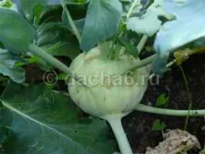 Капуста кольраби: выращивание и уход в открытом грунте