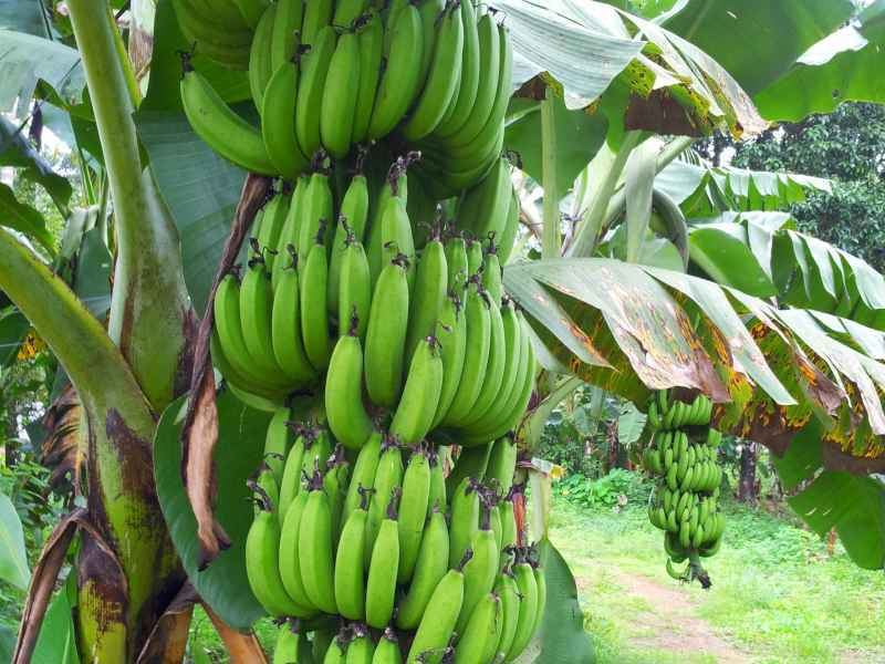 Бананы из Эквадора попали под санкции