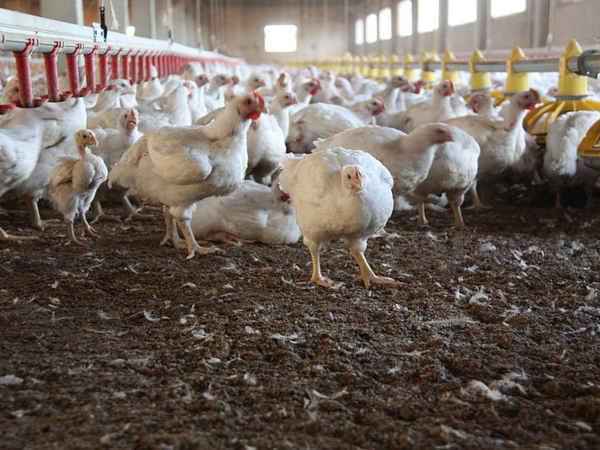 Китай наращивает импорт мяса птицы из России