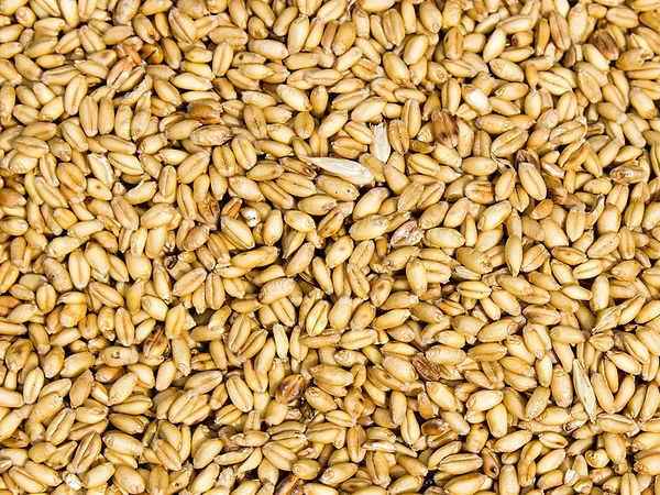 Прогноз Минсельхоза по экспорту зерна – 33 млн. тонн