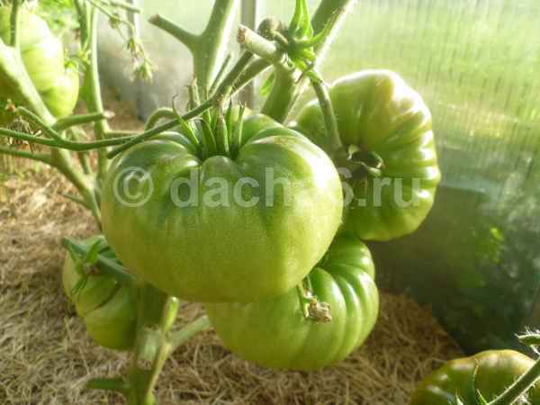 Выращивать в РФ огурцы и помидоры на продажу станет выгоднее?