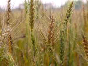 Пшеницы на всех не хватит