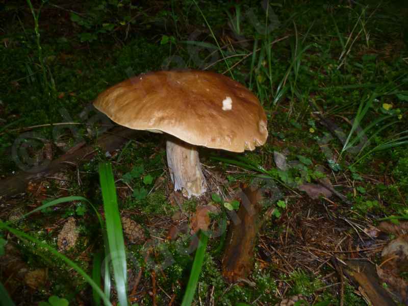 Белый гриб с тонкой ножкой
