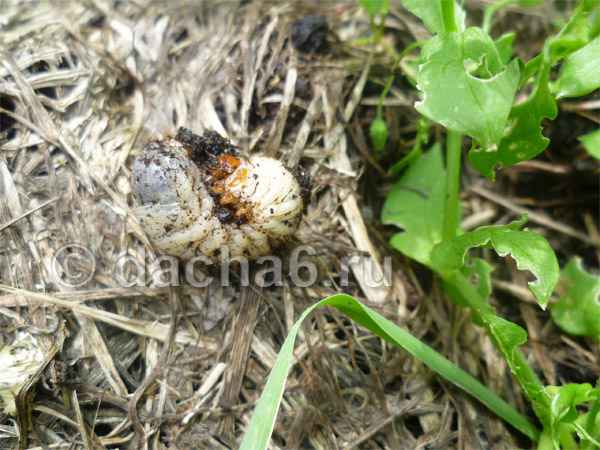 Личинка майского жука на огороде