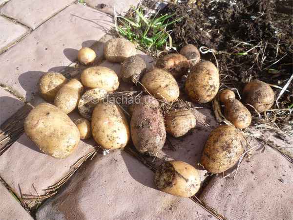 Сбор картошки весной