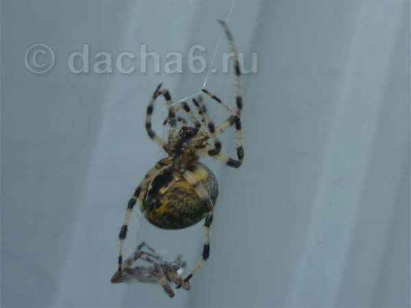Самка паука крестовика уносит оплетенного паутиной самца в логово