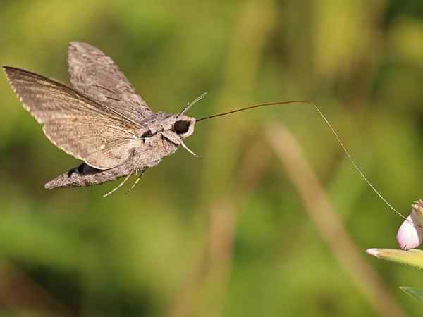 Бабочка бражник, похожая на колибри