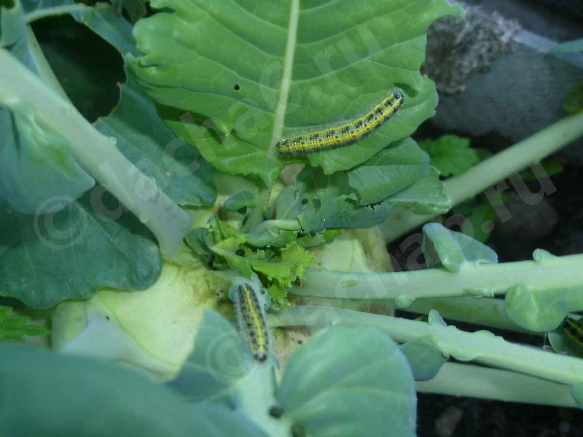 Чем обработать капусту от гусениц в августе без химии