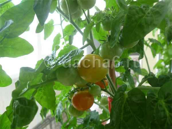 Что из овощей можно вырастить на балконе летом