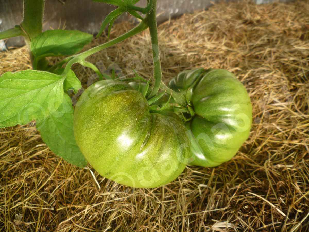 Что положить в лунку при посадке томатов
