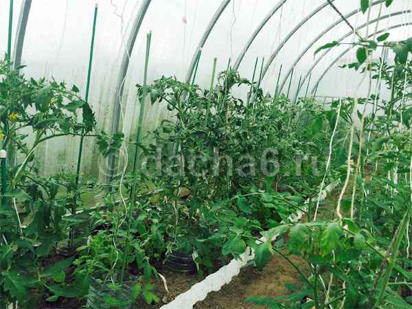 Формирование детерминантных помидоров в 1 и 2 стебля в теплице