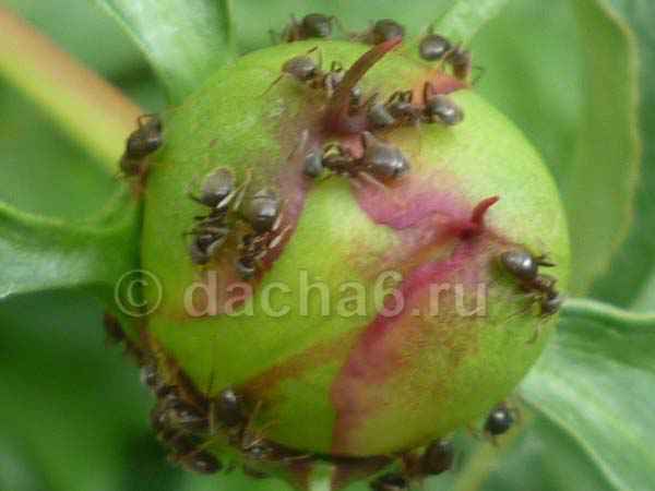 Как избавиться от муравьев на огороде манкой