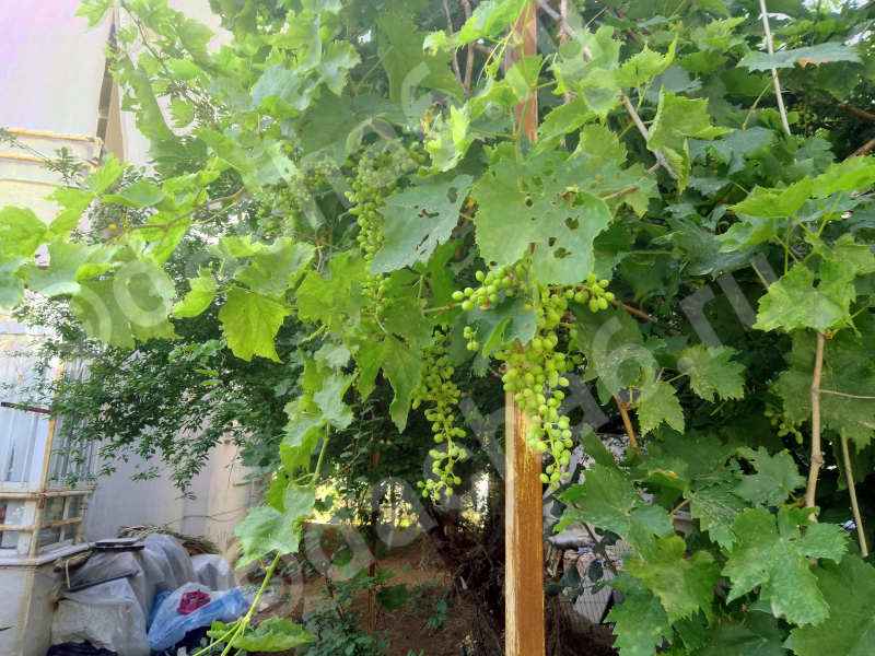 Как обрезать виноград осенью для начинающих пошагово