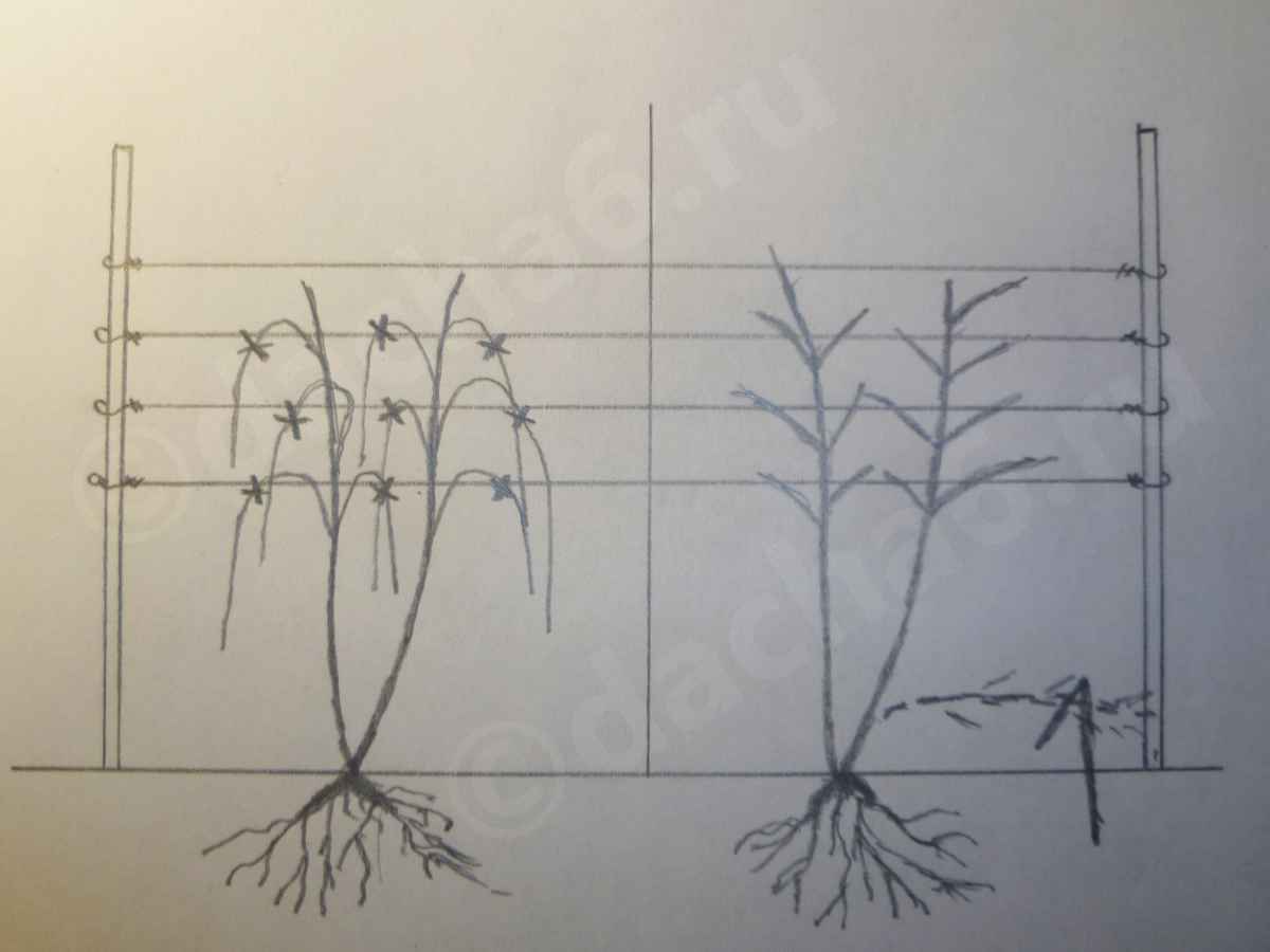 Обрезка ежевики весной как правильно обрезать
