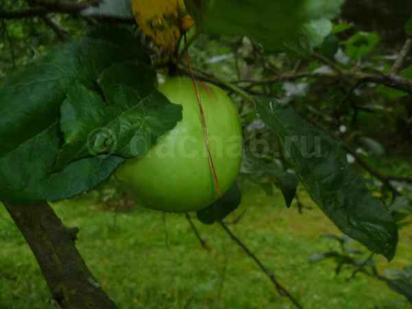 Как заставить яблоню, грушу плодоносить