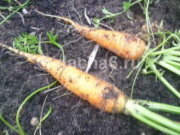 Какой сорт моркови лучше сажать в открытом грунте в Подмосковье?