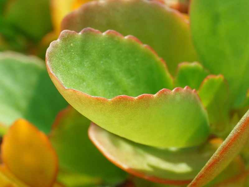 Каланхоэ: уход в домашних условиях