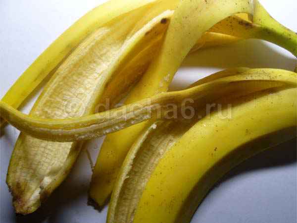 Кожура банана как стимулятор цветения комнатных растений