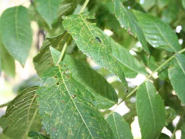 Листья грецкого ореха как удобрение для огорода