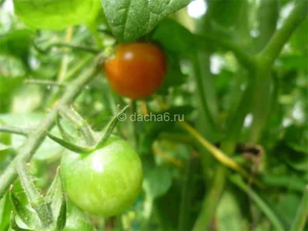 Лучшие сорта томатов для Урала для теплиц