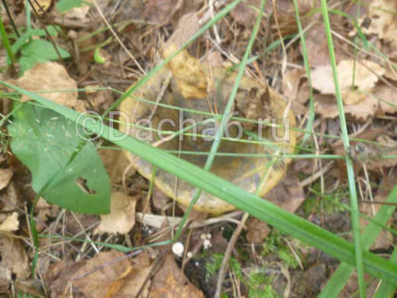 Можно ли жарить черные грузди с картошкой