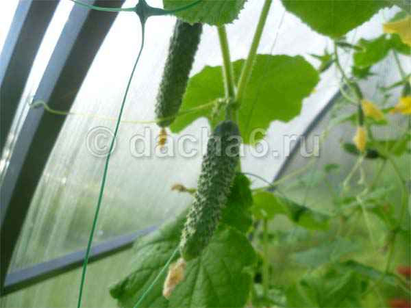 Огурцы после томатов можно. Подвязка огурцов на балконе. Как выращивать пчелоопыляемые огурцы в теплице. Помидор и огурец вместе гибрид. Можно ли садить партенокарпические и пчелоопыляемые огурцы вместе.